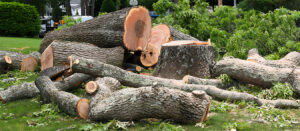 Tree stump and large portions of stump in a pile on a lawn after a tree removal company cut it down. Tree Trimming and Removal